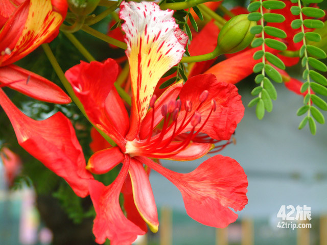 ▌凤凰花的红 ▌茉莉花的白 ▌睡莲的仙 ▌睡莲的静 ▌万寿菊之橙